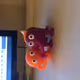 Kaktuskissboo