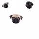 cryptopugs1