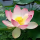Lotus883