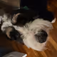 CoreyRushCEO