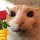 0xb6fc60610a9f847e44e9001b8d5eb06db178b00f