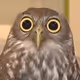 A_Bird