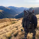 Bowhunter