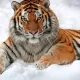 MixersEssay
