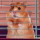 HAMSTERNF