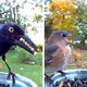 BirdFeederNFT