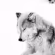 0xb77ff2d51063170aacb1f49e9fde21f9913106e1
