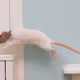 rattail.eth