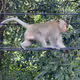Monkey0606