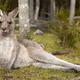 kangeroo47