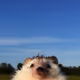 PP