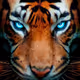 TigerGuru