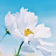 shijinlong
