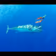 YWN_Wahoo