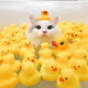0xb7f7aa99c1e7201254ad27bd1da6e95f3d966a60