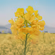 JHJH06