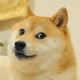 DogeGuy