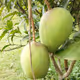 Najmul648
