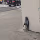 blUebitcHz