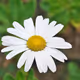 daisie3123