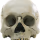 metaskull_master