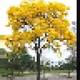 newbittree