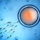 Spermatozoids