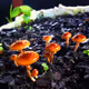 Fungi-ology