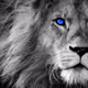 Blue_Lion_