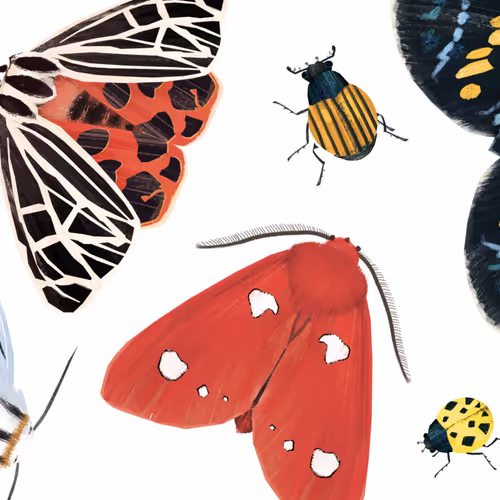 OpenSea banner for @Lucie