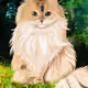 Parpul_701