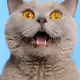 NFTMonster43