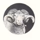 LambofCrypto