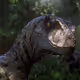KITLOCIRAPTOR