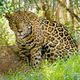 nft-jaguar