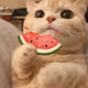 jeollyjeol