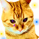 NFTshopNFT