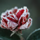 redrose102