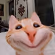 pleaseexcusemeiamjustacatmeow