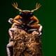 Armyofinsects_Photography