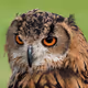 wrrch