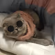 Meowmo