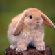 Rabbitr3st