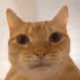 Meowmoon