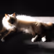 kattenkabinet