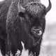 BULL_VAULT