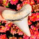 Metalodon