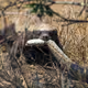 NFTHoneyBadger