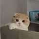 sam408130