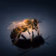gardenofbees